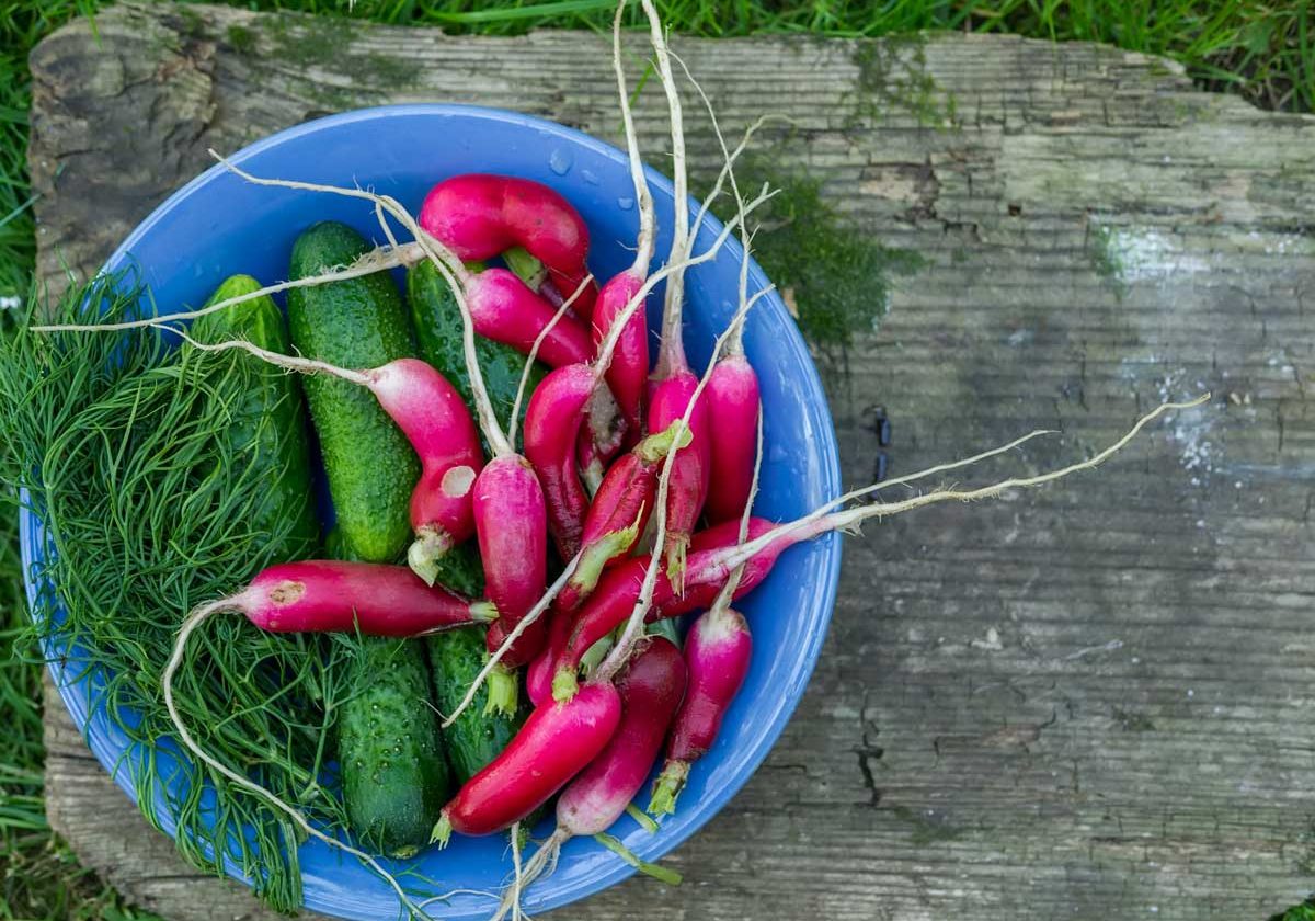 un potager en famille et sécurisé !