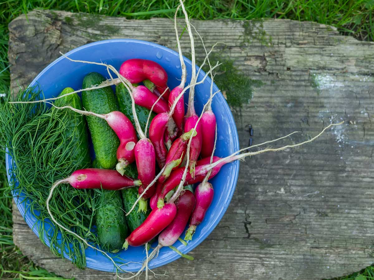un potager en famille et sécurisé !